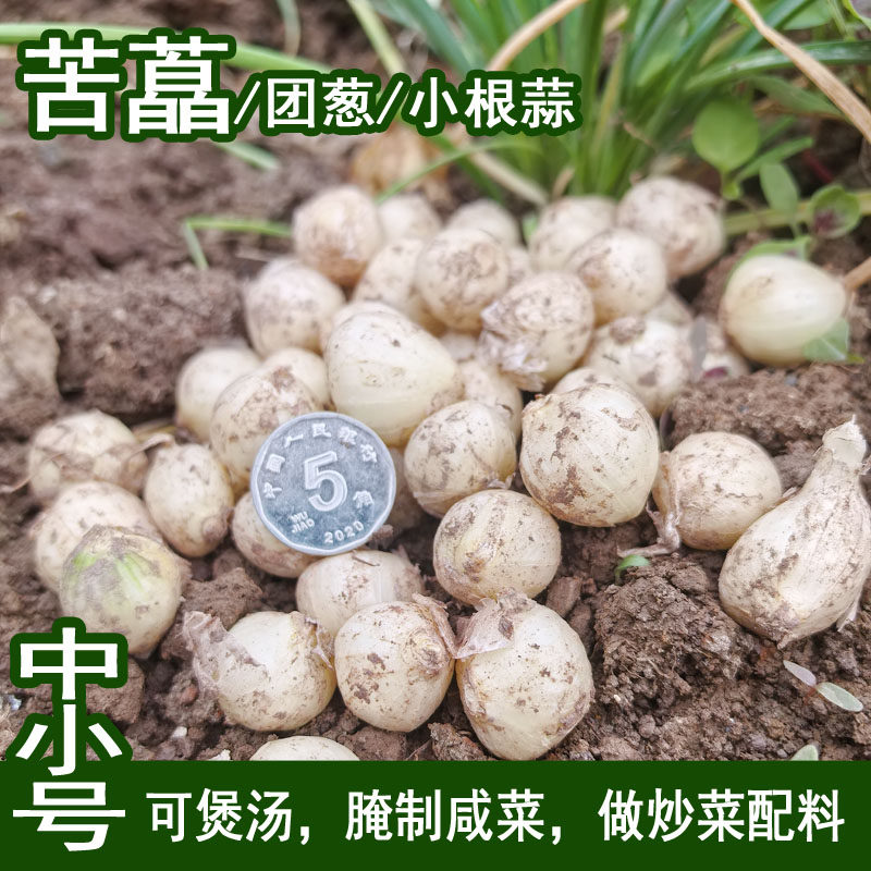 农家苦藠川渝特产团葱苦茭苦叫小蒜苦交教头野葱头薤白半野生