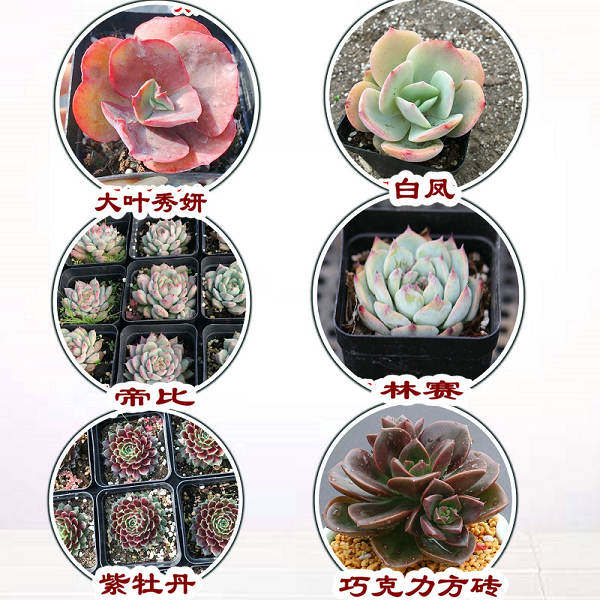绿植紫牡丹白凤大棚巧克力方砖