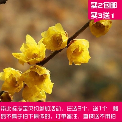 鲜花素心腊梅250ml提亮肤色斑点