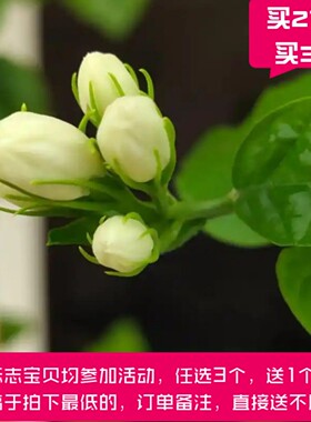 2025.8广西基地直供无水冷萃~小花茉莉细胞液250ml 补水亮肤 原液