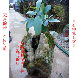 造型优美钟乳石富石盆景风水石盆景老桩大叶榕树 量大价优