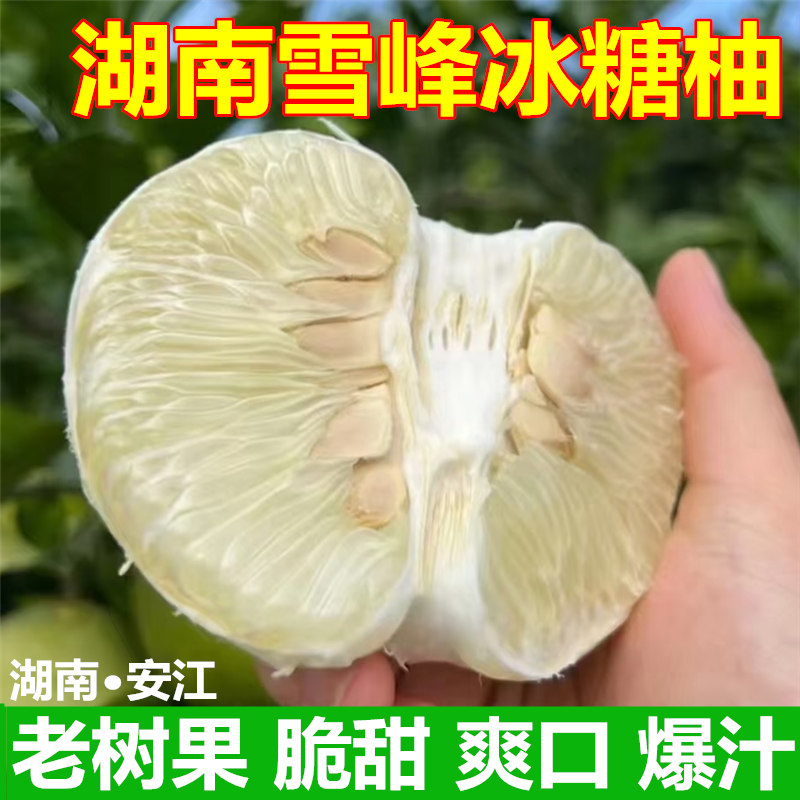 湖南怀化雪峰山老树冰糖柚新鲜水果小苦柚高山药柚子安江小香柚