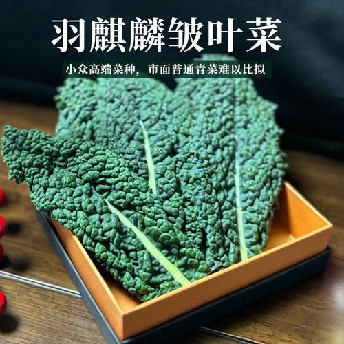 皱叶菜超高VC叶酸高钙皱叶菜
