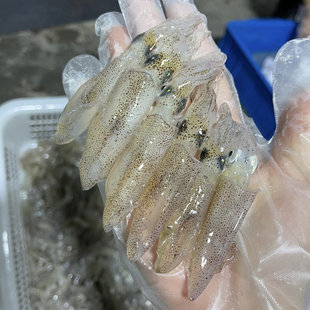 鱿鱼东山小管笔管鱿鱼鲜活冷冻灯光网捕小管一口管海兔 400g/盒