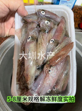 灯光网捕小管一口管海兔400g/盒