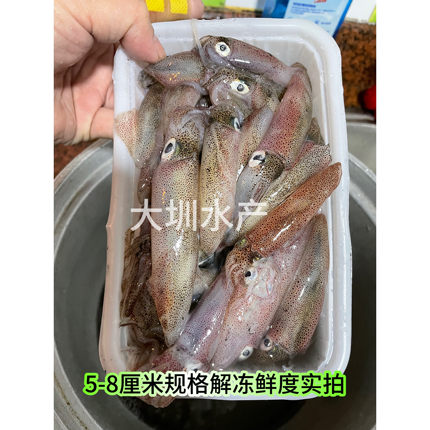 鱿鱼东山小管笔管鱿鱼鲜活冷冻灯光网捕小管一口管海兔 400g/盒