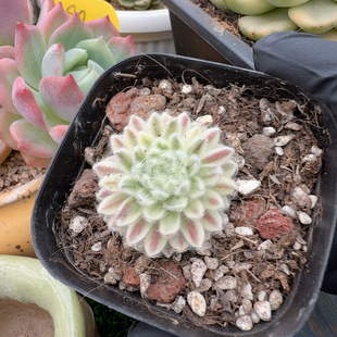 优雅长生草 多肉植物锦