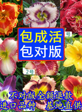 新品多花色欧洲进口大花萱草多年生耐寒宿根植物裸根盆栽地栽耐热