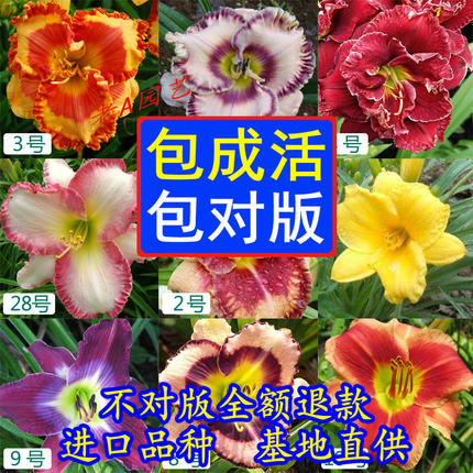 新品多花色欧洲进口大花萱草多年生耐寒宿根植物裸根盆栽地栽耐热