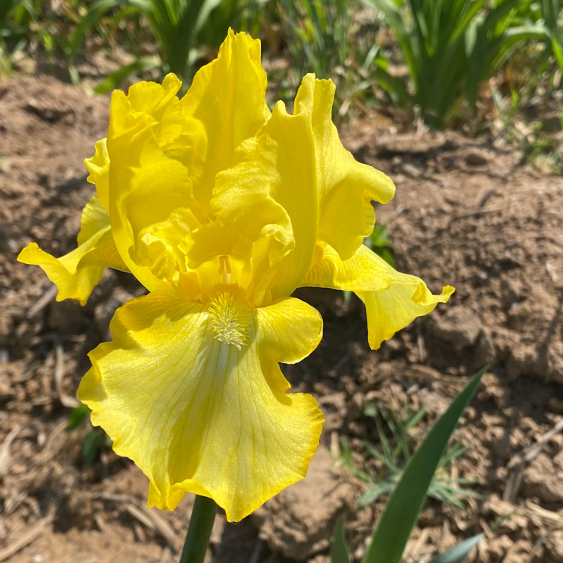 德国鸢尾进口块根苗多年生宿根花卉庭院花园阳台地栽盆栽植物耐寒