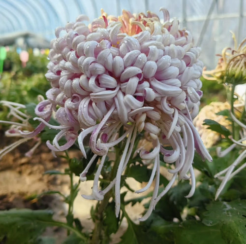 【紫龙卧雪】大花菊花盆栽大花多年生耐寒好养花卉带花苞发货