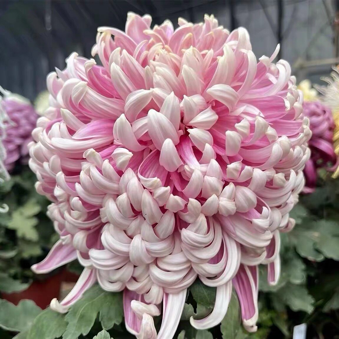 【多头晴舞台】大花菊花盆栽大花菊花类