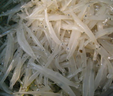 【正宗新鲜】太湖冷冻银鱼新鲜食用三白小银鱼鲜活淡水银鱼宝宝辅