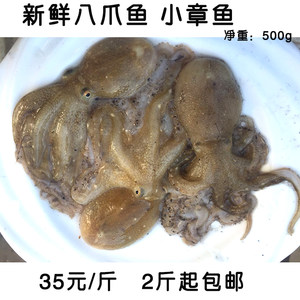 当日鲜货】新鲜短腿八爪鱼桃花蛸鲜活速冻小章鱼八带八蛸4斤包邮