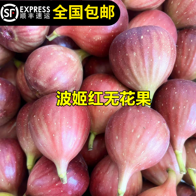 无花果苗波姬红无花果果树纯甜大果当年结果15年淘宝老店