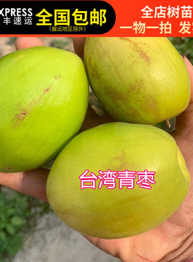 青枣树苗台湾大果枣树苗果子脆甜果带土带叶带果不修剪东莞发货