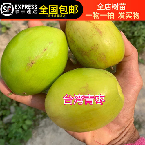 青枣树苗台湾大果枣树苗果子脆甜果带土带叶带果不修剪东莞发货