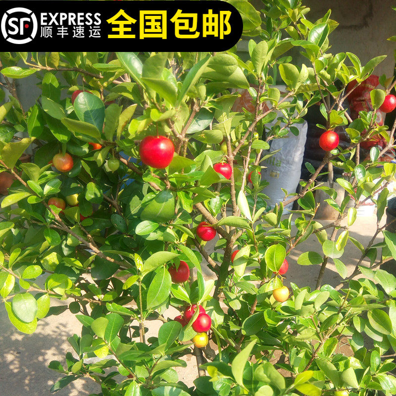 四季樱桃树苗印度针叶樱桃西印度车厘子四季结果15年淘宝老店