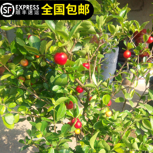 四季樱桃树苗印度针叶樱桃西印度车厘子四季结果15年淘宝老店
