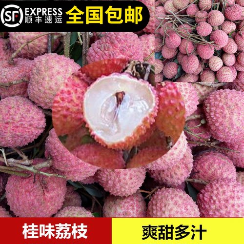 荔枝树苗糯米桂味桂味荔枝