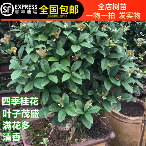 桂花四季桂花室内外春冬清香食用