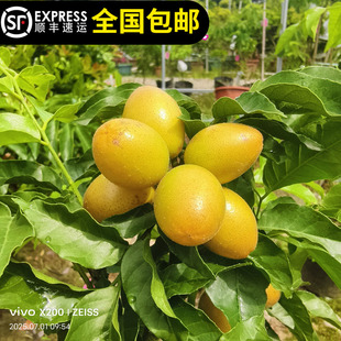 黄皮苗树嫁接贵妃黄皮香黄皮味鸡心果树苗带叶带土15年淘宝店