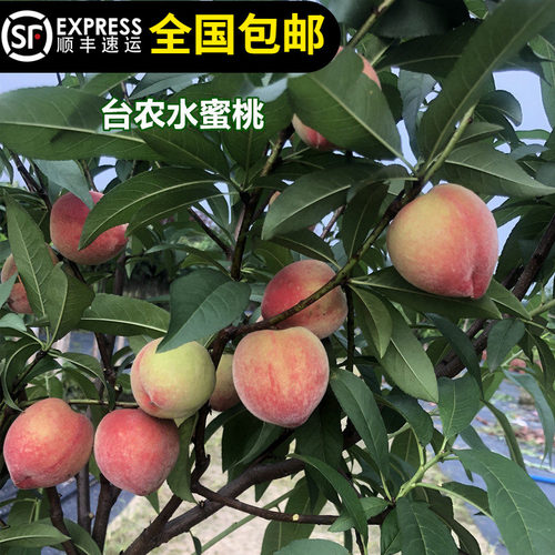 水蜜桃台农香甜容易长南北方种植