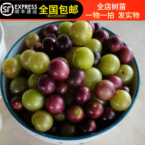 红富士葡萄苗夏黑阳光玫瑰葡萄