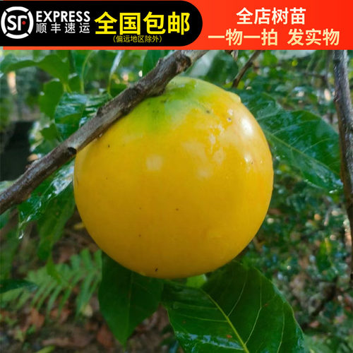 黄晶果树苗黄金果树黄金6号黄晶8号四季浩克大果肉15年淘宝店