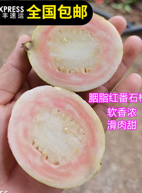 胭脂红番石榴树苗红肉白肉四季番石榴香浓甜软滑15年淘宝老店
