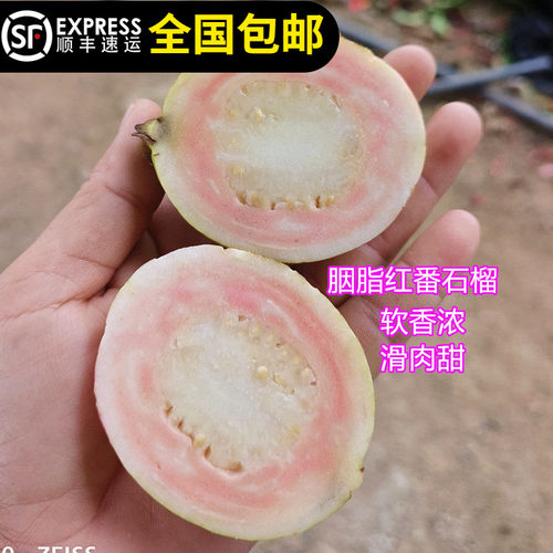 胭脂红番石榴树苗本地四季结果