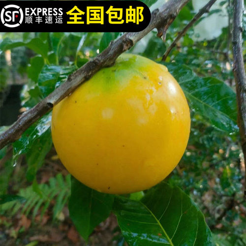 黄晶果树苗黄金果树台湾黄宝石冬蜜大果四季奶香明峰15年淘宝店