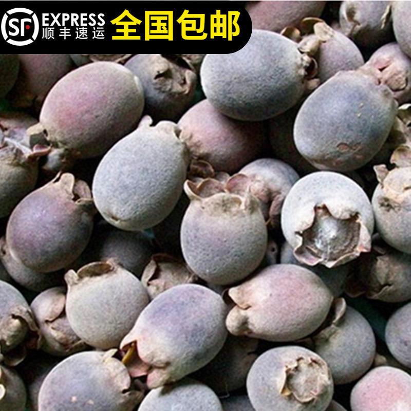 树苗山捻子桃金娘科当年结果庭院