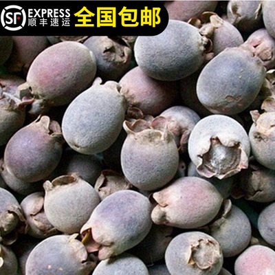 树苗山捻子桃金娘科当年结果庭院