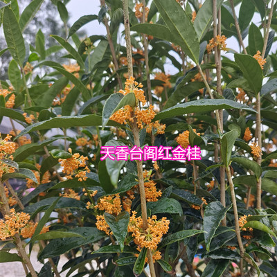 桂花苗红桂香浓100多花期可食用