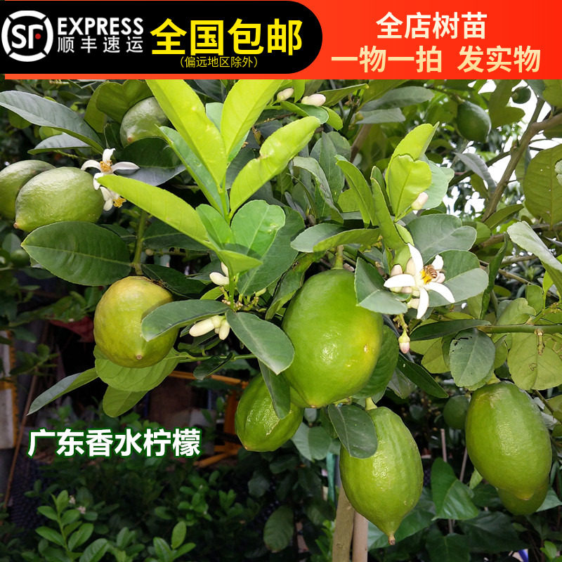 正宗广东香水柠檬四季结果果树苗味道香浓带土带叶15年淘宝老店