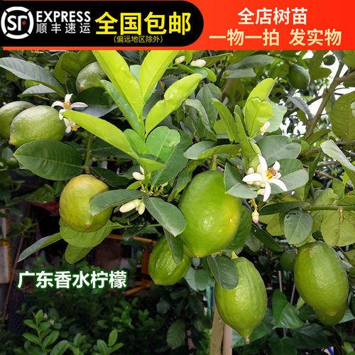 正宗广东香水柠檬四季结果果树苗味道香浓带土带叶15年淘宝老店