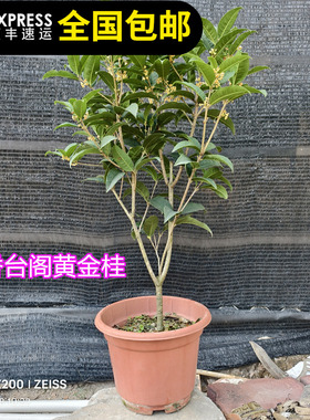 四季黄金桂红花天香台阁黄金桂花黄色花香浓200天花期15年老店