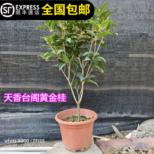 黄金桂花苗浓香200天花期可食