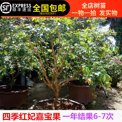 四季红妃早生嘉宝果树苗台湾树葡萄果树苗5年树当年结果