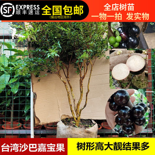 嘉宝果苗台湾沙巴嘉宝树葡萄树4年半苗南北方种植15年淘宝老店