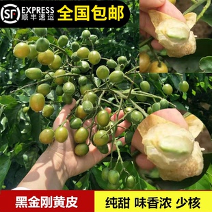 黄皮苗黑金刚黄皮冰糖鸡心皮树苗纯甜不带酸盆栽种地14年淘宝老店