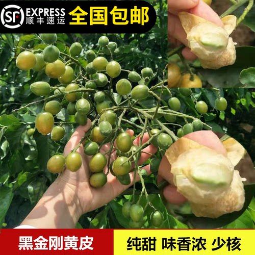黄皮苗黑金刚黄皮冰糖鸡心皮树苗纯甜不带酸盆栽种地15年淘宝老店