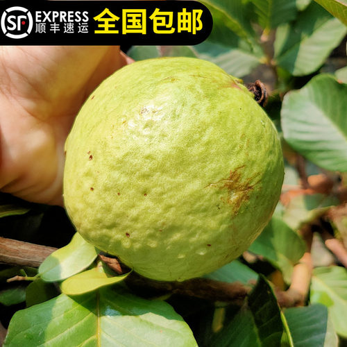 四季结果红宝石芭乐红肉爽甜脆