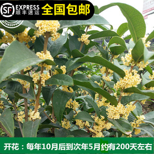 天香台阁黄金桂花苗花气味香浓花期200天黄色花15年淘宝老店