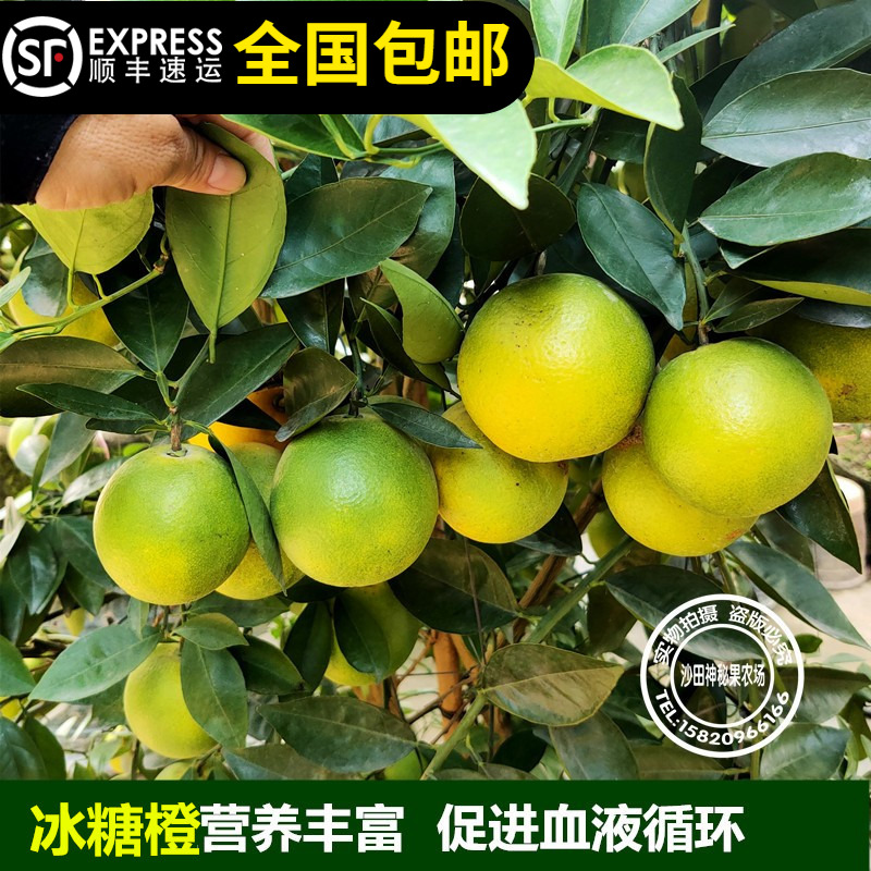 橙苗沃纯正嫁接砂糖皇帝盆栽