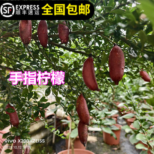 柠檬苗树澳洲手指柠檬血柠檬指四季结果带土带叶15年淘宝老店