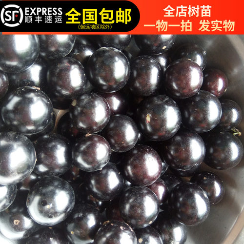 台湾沙巴嘉宝树苗树葡萄一年两季结果南北方种植15年淘宝老店
