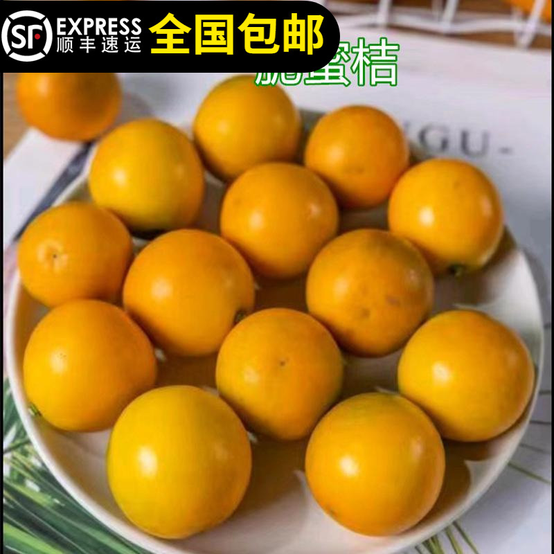 金桔苗脆皮脆蜜水果金桔爽脆甜