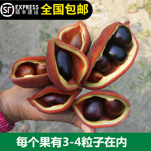 富贵子树苗凤眼果树苗苹婆果树苗频婆果树苗带土带叶淘宝15年老店